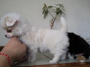 Прикачена снимка