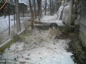 Прикачена снимка