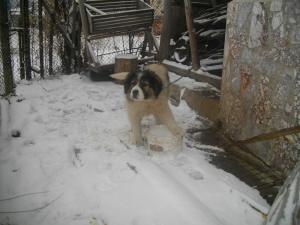 Прикачена снимка