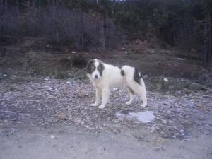 Прикачена снимка