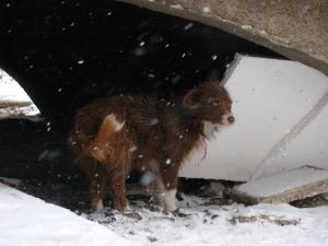 Прикачена снимка