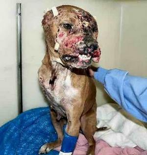 Прикачена снимка