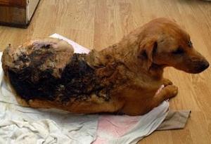 Прикачена снимка