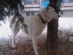 Прикачена снимка