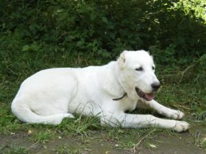 Прикачена снимка