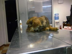 Прикачена снимка