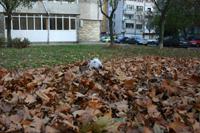 Прикачена снимка