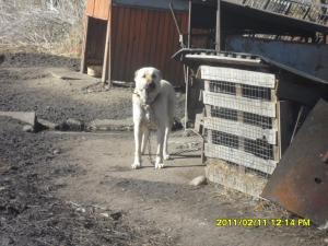 Прикачена снимка