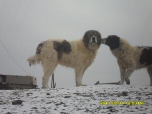 Прикачена снимка