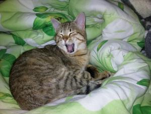 Прикачена снимка