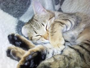 Прикачена снимка