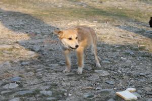 Прикачена снимка