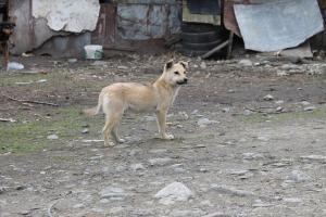 Прикачена снимка