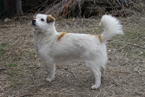 Прикачена снимка