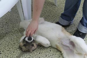 Прикачена снимка