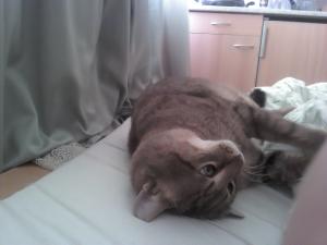 Прикачена снимка