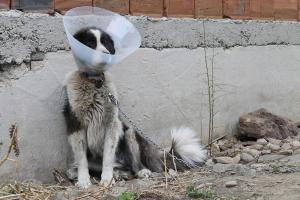 Прикачена снимка