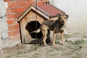 Прикачена снимка