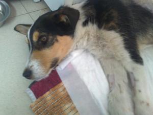 Прикачена снимка