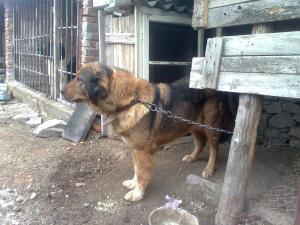 Прикачена снимка