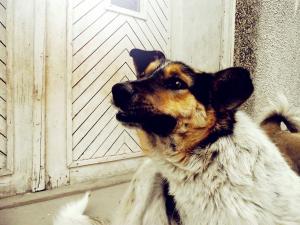 Прикачена снимка