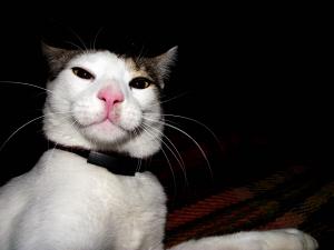 Прикачена снимка
