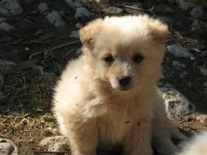 Прикачена снимка