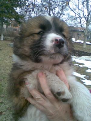 Прикачена снимка