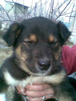 Прикачена снимка