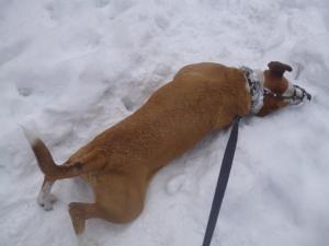 Прикачена снимка
