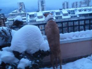 Прикачена снимка
