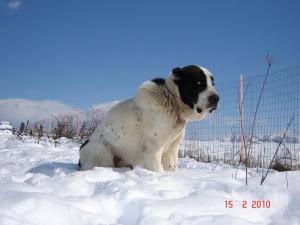 Прикачена снимка