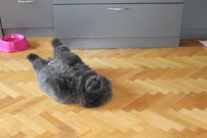 Прикачена снимка