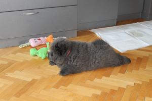Прикачена снимка