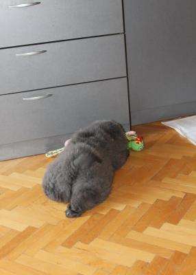 Прикачена снимка
