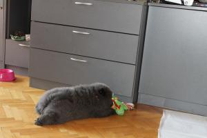 Прикачена снимка