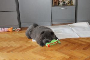 Прикачена снимка