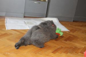 Прикачена снимка
