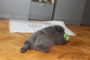 Прикачена снимка
