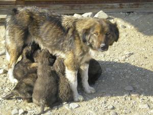 Прикачена снимка