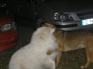 Прикачена снимка