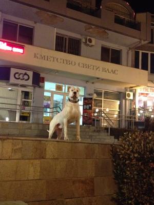 Прикачена снимка