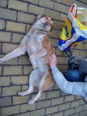 Прикачена снимка