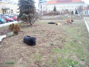 Прикачена снимка