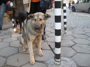 Прикачена снимка