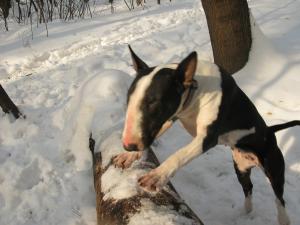 Прикачена снимка