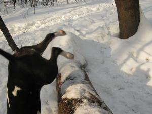 Прикачена снимка