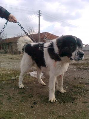 Прикачена снимка