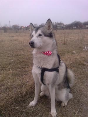 Прикачена снимка