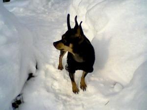 Прикачена снимка